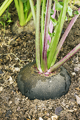 Image showing Black radish