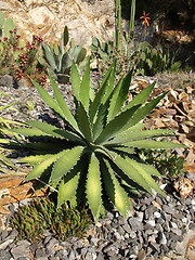 Image showing aloe plant