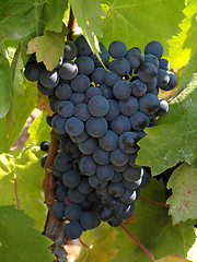 Image showing bunchs of grape