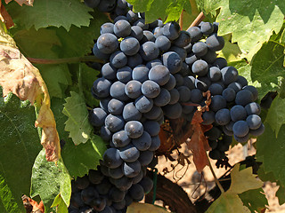 Image showing bunchs of grape