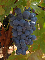 Image showing bunchs of grape