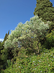 Image showing olive tree and cypress