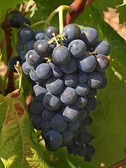 Image showing bunchs of grape