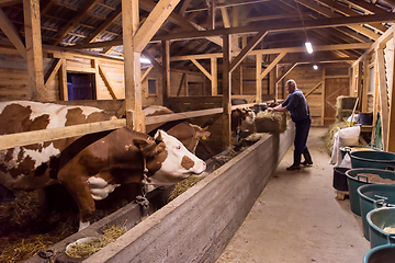 Image showing herd of cows eating hay in cowshed on dairy farm