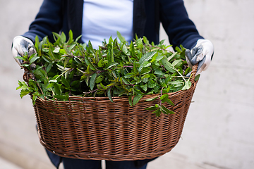 Image showing gardening wooden basket with herbs