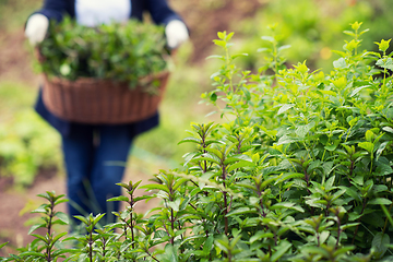 Image showing gardening wooden basket with herbs