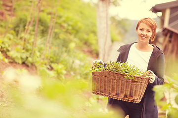 Image showing woman gardening