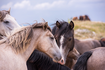 Image showing portrait of beautiful wild horses