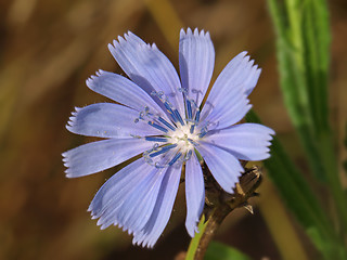 Image showing blue flower