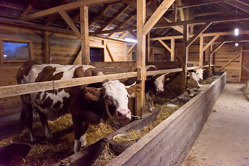 Image showing herd of cows eating hay in cowshed on dairy farm