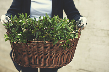 Image showing gardening wooden basket with herbs