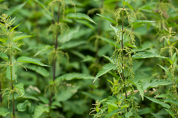 Image showing nettle natural background