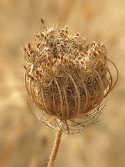 Image showing dried wild carrot