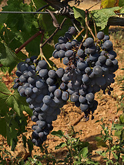 Image showing bunchs of grape