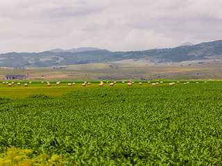 Image showing Rolls of hay in a wide field