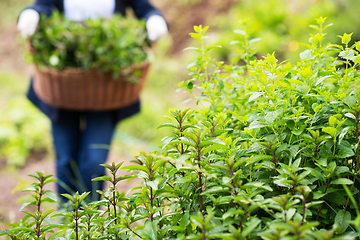 Image showing gardening wooden basket with herbs