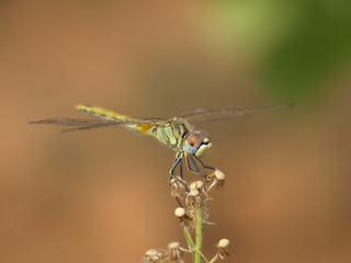 Image showing dragonfly