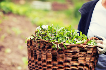 Image showing gardening wooden basket with herbs