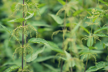 Image showing nettle natural background