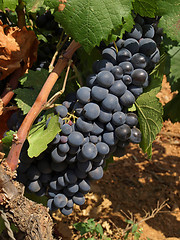 Image showing bunchs of grape