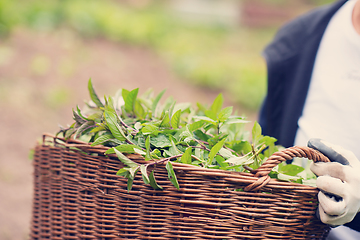 Image showing gardening wooden basket with herbs