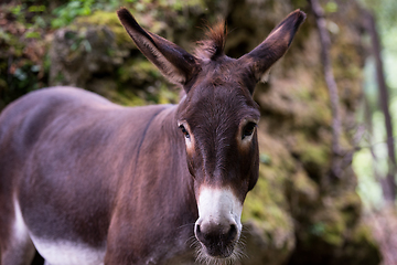 Image showing Donkey in the woods