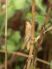 Image showing little locust