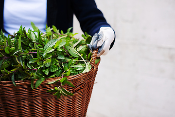 Image showing gardening wooden basket with herbs