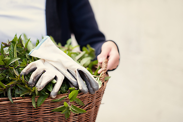 Image showing gardening wooden basket with herbs