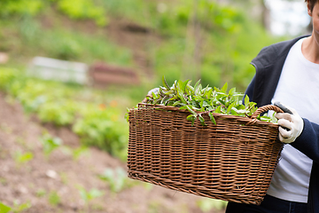 Image showing woman gardening