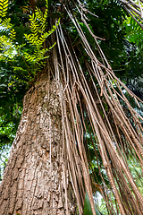 Image showing trees and lianas in the jungle