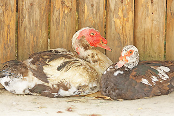 Image showing Turkey ducks