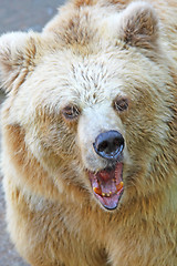 Image showing Angry bear