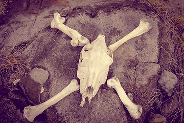 Image showing Horse skull and bones