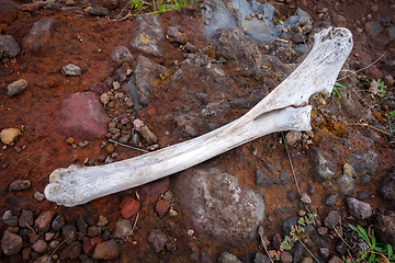 Image showing Horse bone