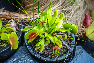 Image showing Venus flytrap, carnivorous plant