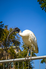 Image showing Black and white ibis in Sydney, Australia