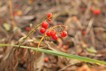 Image showing Cranberries