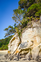 Image showing Creek in Abel Tasman National Park, New Zealand