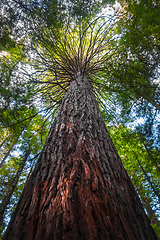 Image showing Giant Sequoia redwood forest, Rotorua, New Zealand