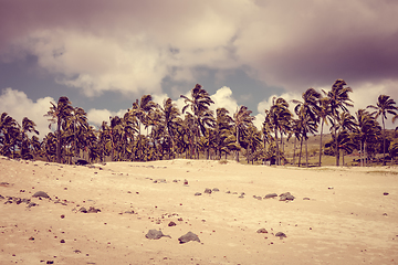 Image showing Palm trees on Anakena beach, easter island