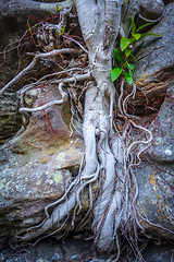 Image showing Roots on a rock close-up