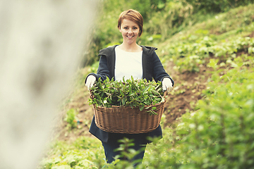 Image showing woman gardening