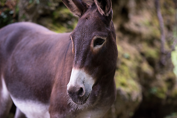 Image showing Donkey in the woods