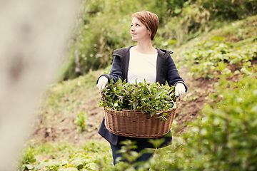 Image showing woman gardening