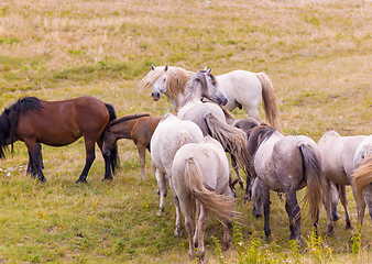 Image showing portrait of beautiful wild horses