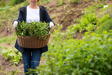 Image showing gardening wooden basket with herbs