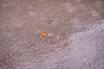 Image showing leave on wet asphalt road