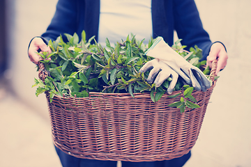 Image showing gardening wooden basket with herbs