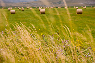 Image showing Rolls of hay in a wide field